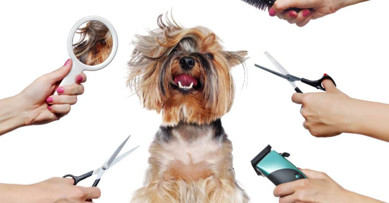 3 Reasons Why Your Pet Needs Grooming Services