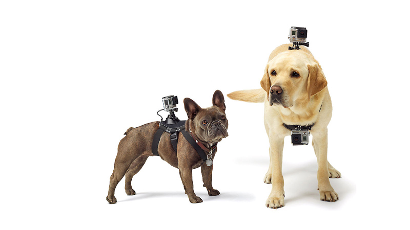 4 Reasons Pet should be Equipped with Wearable Devices